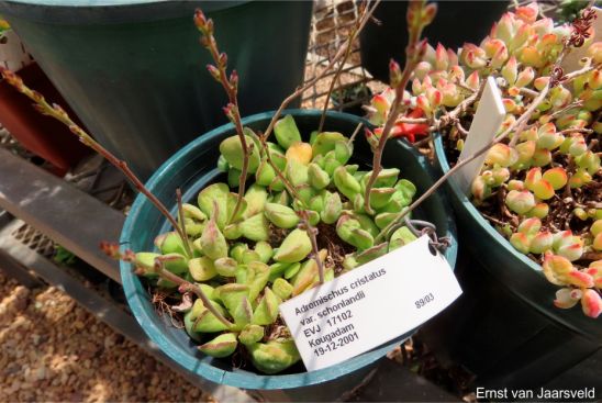 Adromischus cristatus var. schonlandii in cultivation at Kirstenbosch Adromischus cristatus var. schonlandii in cultivation at Kirstenbosch