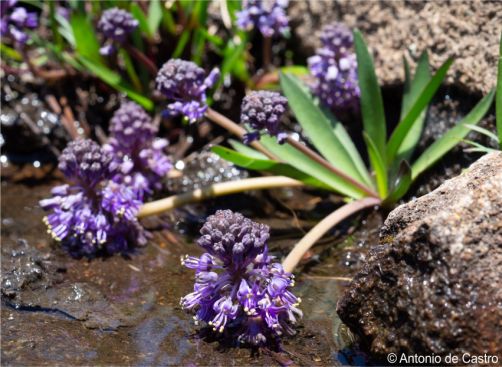 Ledebouria noritica Ledebouria noritica