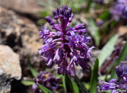 Ledebouria noritica inflorescence Ledebouria noritica inflorescence