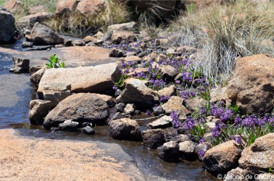 Ledebouria noritica in habitat Ledebouria noritica in habitat