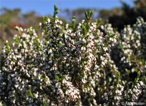 Erica imbricata, Silvermine, Cape Peninsula Erica imbricata, Silvermine, Cape Peninsula