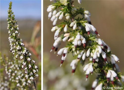 Erica imbricata in flower near Redhill, Cape Peninsula Erica imbricata in flower near Redhill, Cape Peninsula