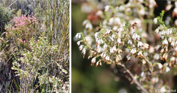 Erica imbricata in flower, Fernkloof Nature Reserve Erica imbricata in flower, Fernkloof Nature Reserve