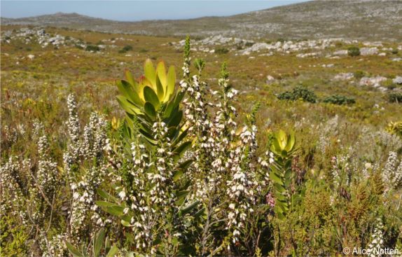 Erica imbricata in flower in habitat near Redhill, with Leucadendron laureolum Erica imbricata in flower in habitat near Redhill, with Leucadendron laureolum