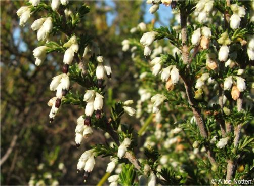 Erica imbricata showing flowers, leaves and branching, Silvermine, Cape Peninsula Erica imbricata showing flowers, leaves and branching, Silvermine, Cape Peninsula