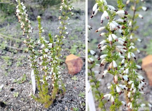 Erica imbricata growing in the Harold Porter National Botanical Garden Erica imbricata growing in the Harold Porter National Botanical Garden