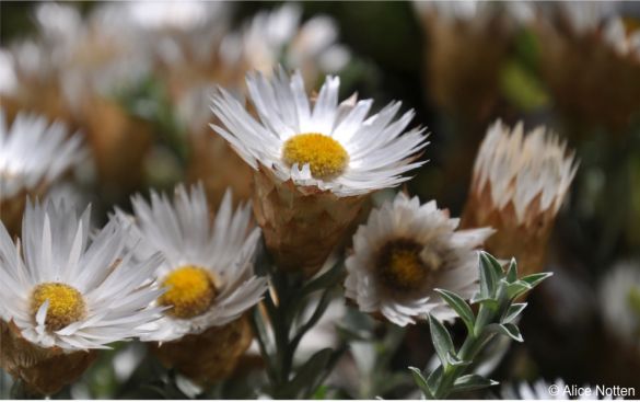 Helichrysum retortum