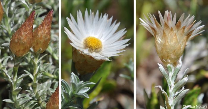 Helichrysum retortum buds, an open flowerhead and a side view showing the outer bracts
