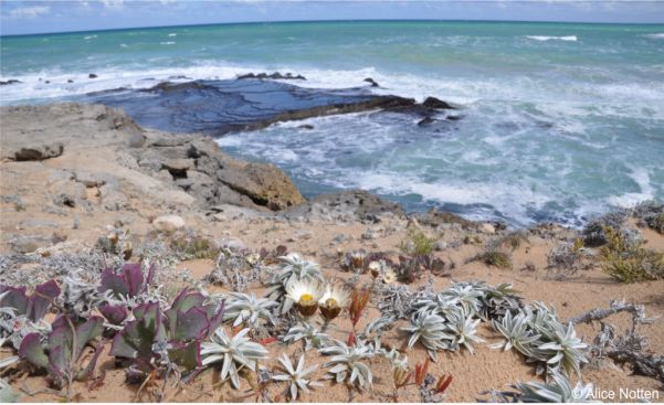 Helichrysum retortum in habitat in De Hoop Nature Reserve with an Othonna and Achyranthemum mucronatum