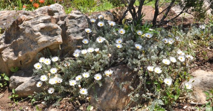 Helichrysum retortum in cultivation in Kirstenbosch National Botanical Garden