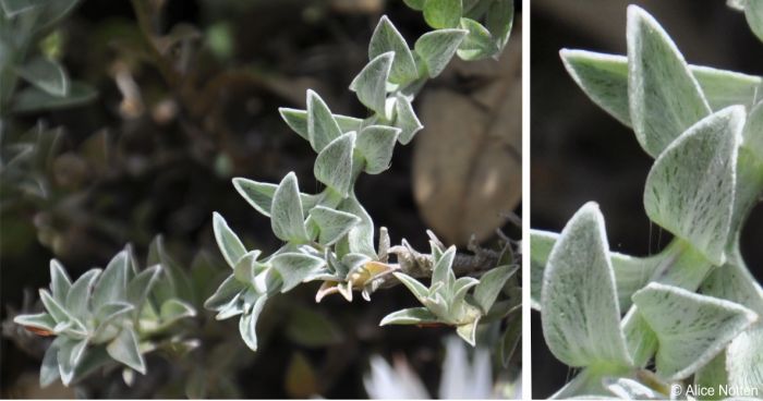 Leaves of Helichrysum retortum