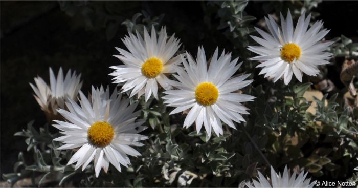 Shiny white inner bracts and yellow disc florets of Helichrysum retortum 