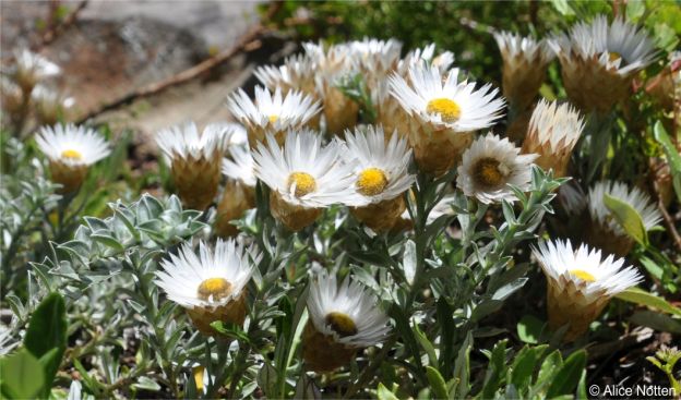Helichrysum retortum in flower in cultivation at Kirstenbosch