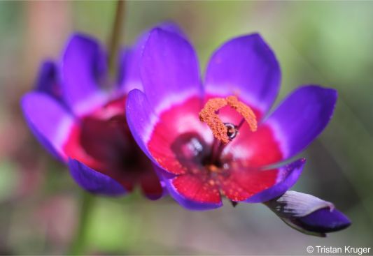 Geissorhiza mathewsii 
