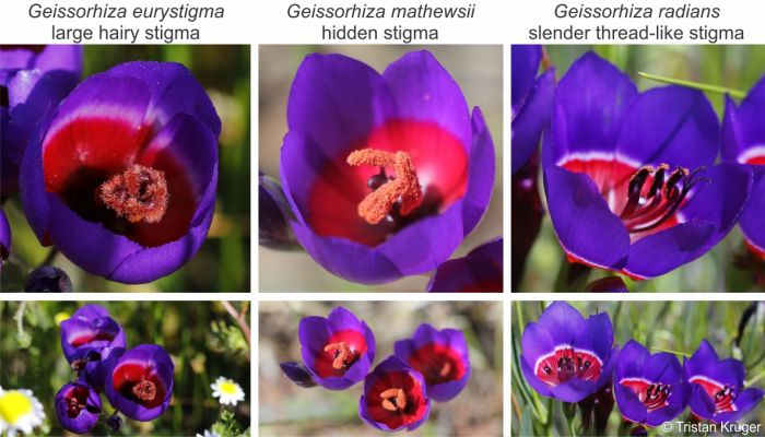 Geissorhiza mathewsii compared with G.eurystigma and G.radians
