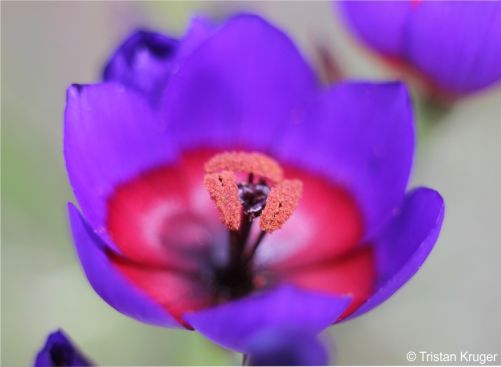 Geissorhiza mathewsii 