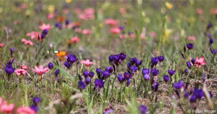 Geissorhiza mathewsii in habitat