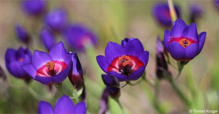 Geissorhiza mathewsii