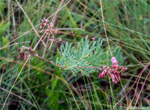 Indigofera rostrata subsp. rostrata