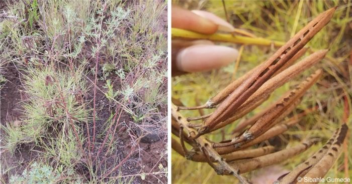Indigofera rostrata subsp. rostrata in fruit and a close-up of the pods