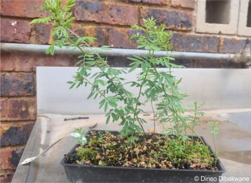 Plants grown from seed in the Walter Sisulu NBG nursery