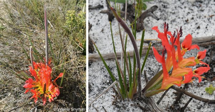 Babiana ringens plant