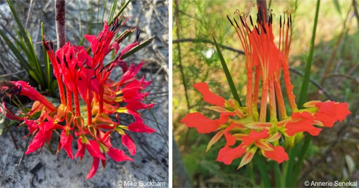 Babiana ringens flowers