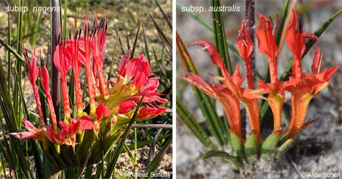 Babiana ringens subsp ringens LEFT subsp australis RIGHT