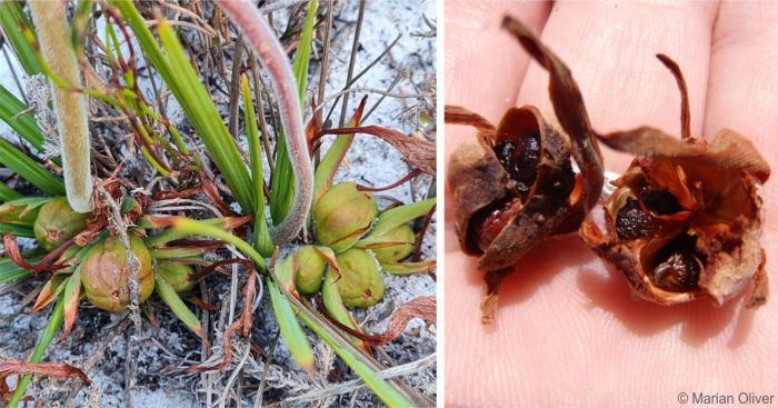 Babiana ringens fruits and seeds
