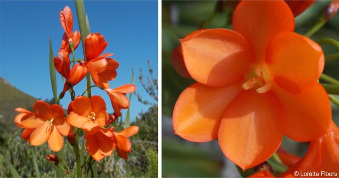 Pillansia templemannii inflorescence and flower Pillansia templemannii inflorescence and flower