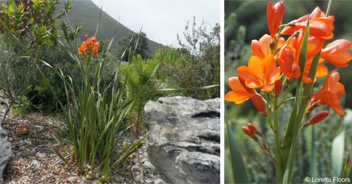 A plant in flower showing the twisted strap-like leaves A plant in flower showing the twisted strap-like leaves