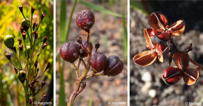 Fruits and seeds of Pillansia templemannii Fruits and seeds of Pillansia templemannii