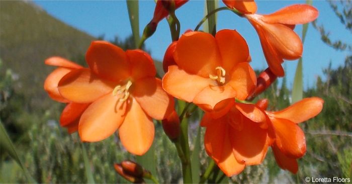 Flowers of Pillansia templemannii Flowers of Pillansia templemannii