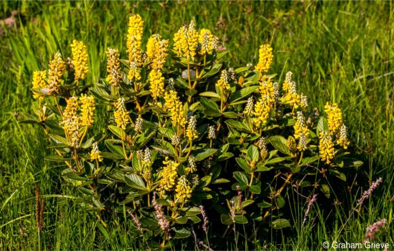 Eriosema luteopetalum Eriosema luteopetalum