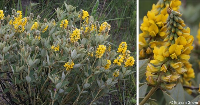 Habit and a close-up of the inflorescence, showing the flowers Habit and a close-up of the inflorescence, showing the flowers