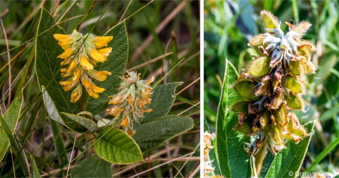 A mature inflorescence and developing fruits A mature inflorescence and developing fruits