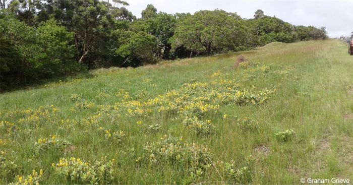 Habitat of Eriosema luteopetalum Habitat of Eriosema luteopetalum