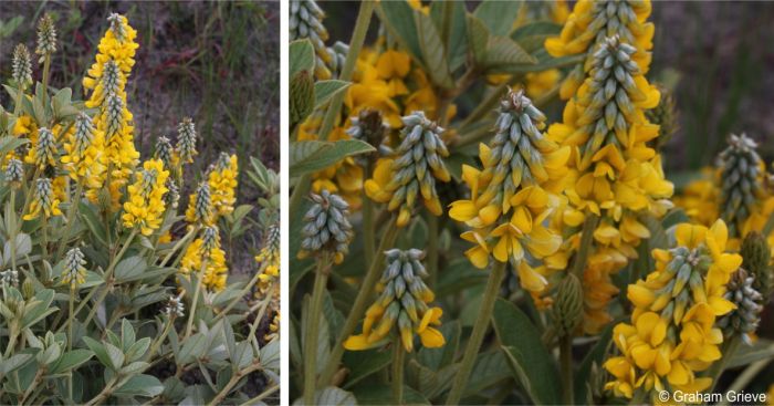 Eriosema luteopetalum foliage and inflorescences Eriosema luteopetalum foliage and inflorescences