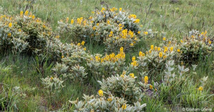 Eriosema luteopetalum in habitat Eriosema luteopetalum in habitat