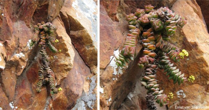 Plant in flower in habitat Plant in flower in habitat