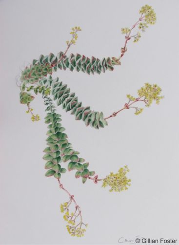 Illustration by Gillian Forster Illustration by Gillian Forster