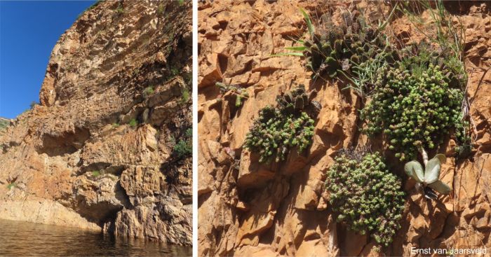 North-facing cliff face at Kouga Dam and clusters growing on the cliff North-facing cliff face at Kouga Dam and clusters growing on the cliff