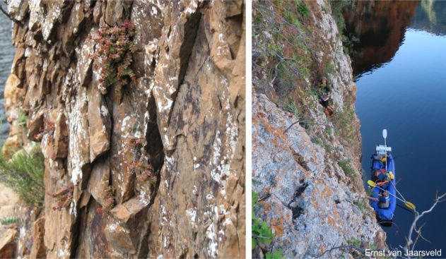 Plants in habitat on the sheer cliff Plants in habitat on the sheer cliff