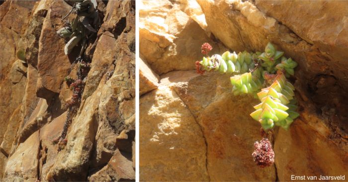 Crassula perforata subsp. kougaensis plants growing on the cliff Crassula perforata subsp. kougaensis plants growing on the cliff