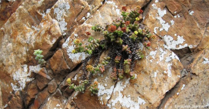 A cluster in flower and fruit growing on a ledge A cluster in flower and fruit growing on a ledge