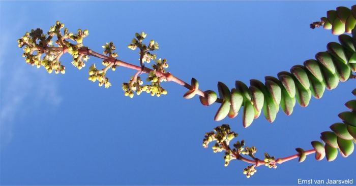 In flower in the nursery at Kirstenbosch NBG In flower in the nursery at Kirstenbosch NBG