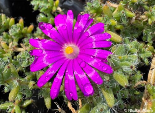 Trichodiadema stayneri