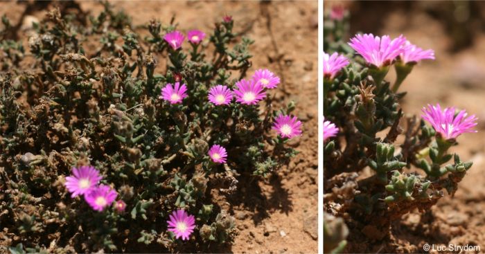 A plant in flower in habitat