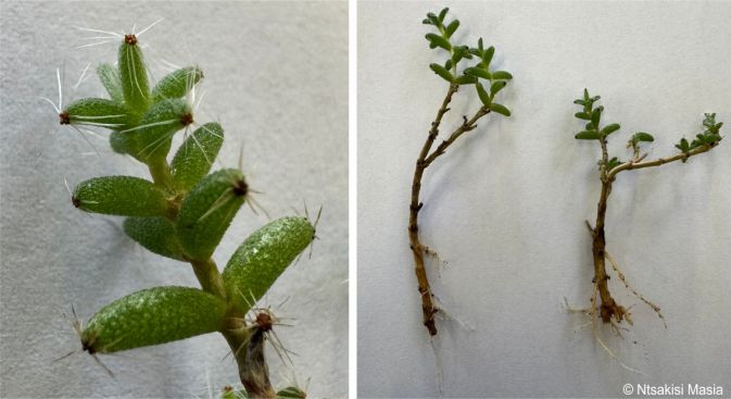 Close-up of a stem showing the leaves and rooted cuttings