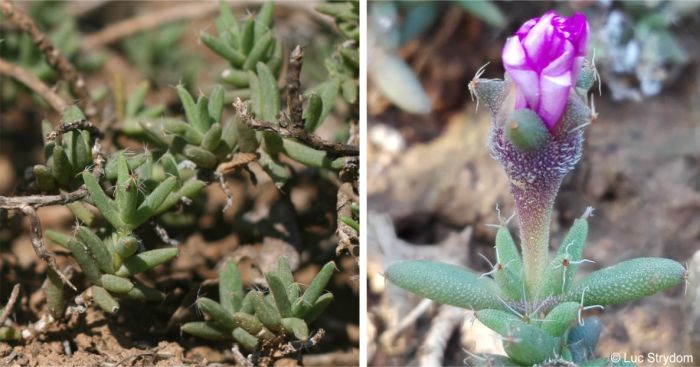 A plant showing stems and leaves and a close-up of a stem showing the bladder cells and hairs on the calyx